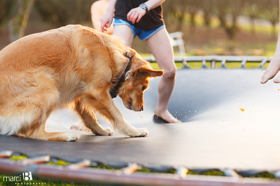 Dog on trampoline