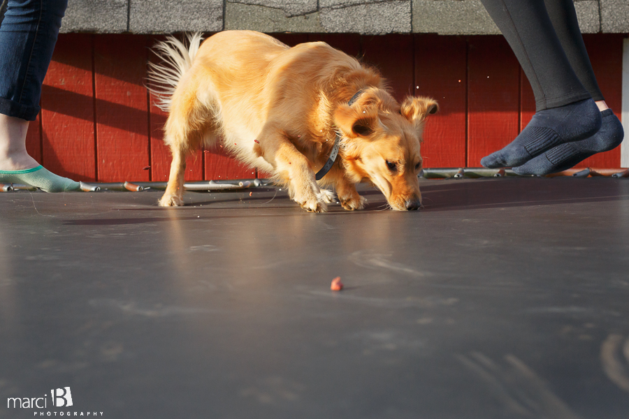 Dog on trampoline