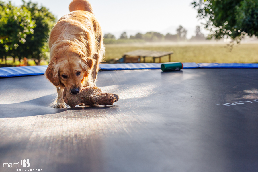 Pet photographer - dog and stuffed animal on trampoline
