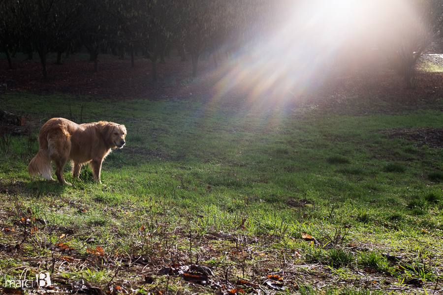 golden retriever in winter sun - golden glow - family dog