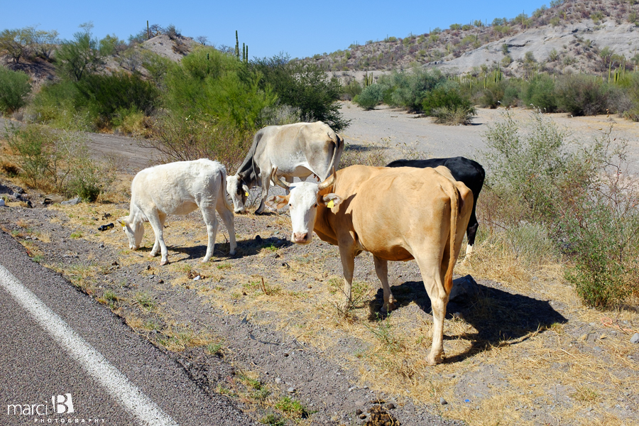 cows beside the road in Mexico - Baja, Mexico driving