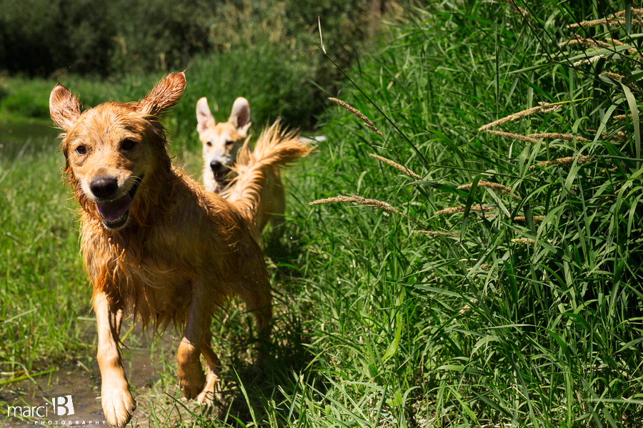 dogs running - golden retriever