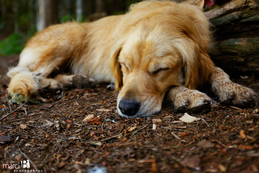 Camping dog - tired dog - golden retriever