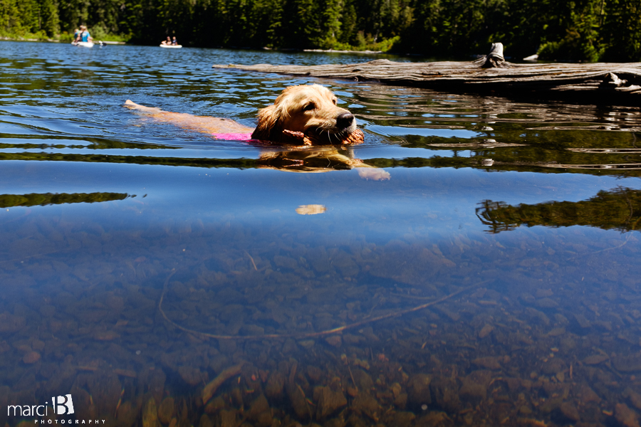 dog swimming in lake - golden retriever