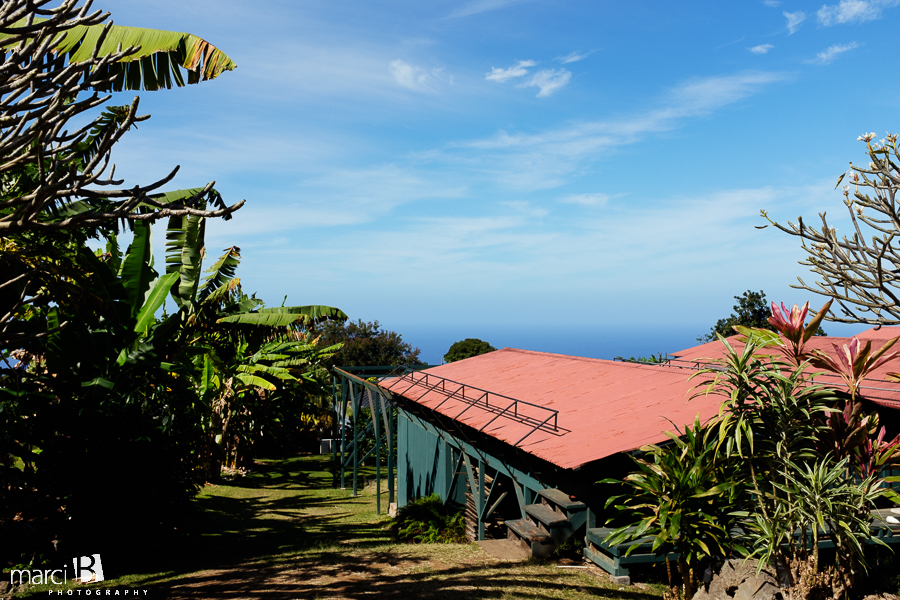 Hawaii - sun - photography - coffee farm