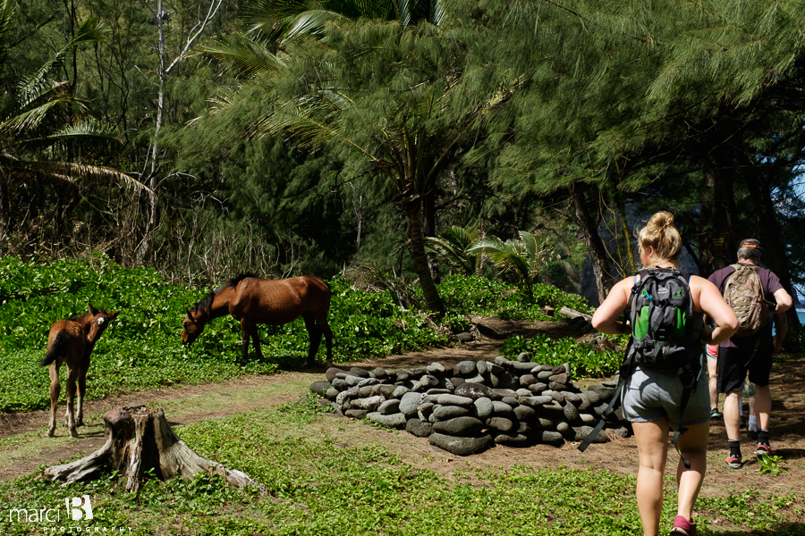Hawaii - sun - photography - wild horses