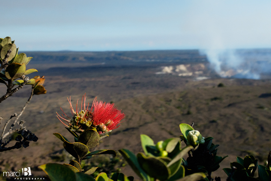Hawaii - sun - photography - volcano - red flower