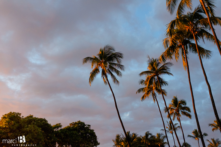Hawaii - sun - photography - palm trees