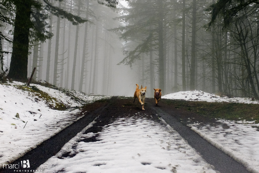dogs on a walk - dogs in snow - Peavy Arboretum