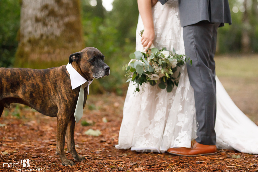 dog with bride and groom during pictures