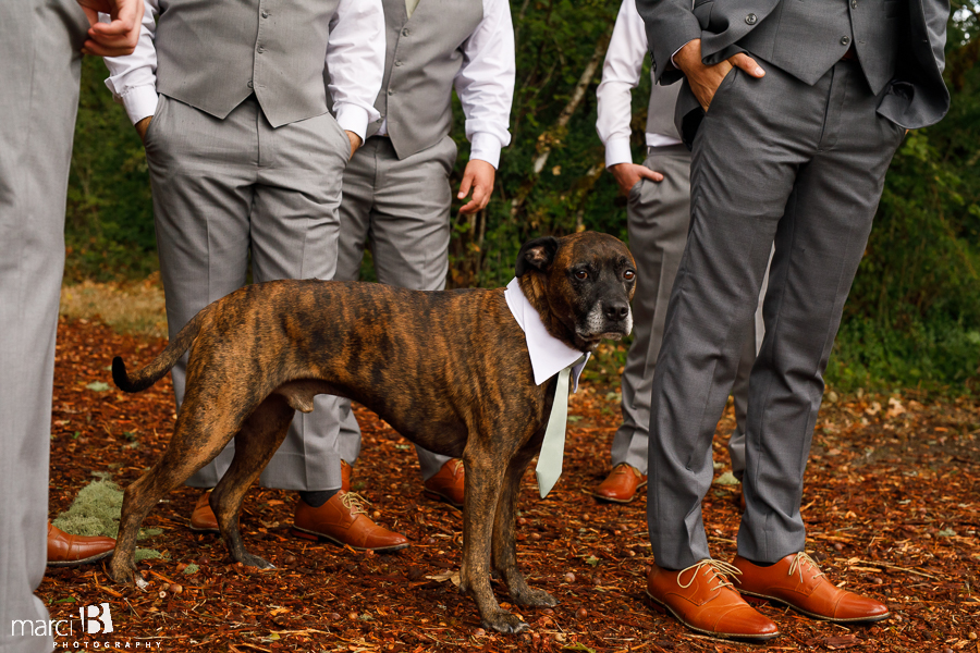 best dog of wedding